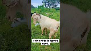 This goat breed is all you need Call us now today ypagoats [upl. by Hayidah719]