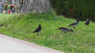 Black crow joins hooded crows special visitor jackdaw also joins for breakfast [upl. by Hasin922]