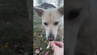 Dog ASMR  Dog eating peanut butter treats while stepping on leaves [upl. by Acimaj491]