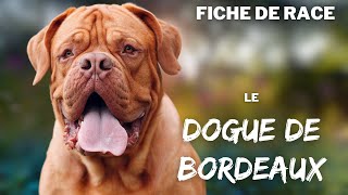 Race de chien Dogue de Bordeaux  caractère dressage comportement santé de ce chien de race [upl. by Jaf721]