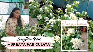 Murraya Paniculata Plant Care  Beautiful White Flowers For Your Garden  Chennai Garden amp Decor [upl. by Eidak560]