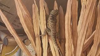 Spiny Lizard September 30 2024 [upl. by Sulamith541]