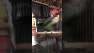 Red Crested Turaco at North Georgia Zoo [upl. by Nyltiac]