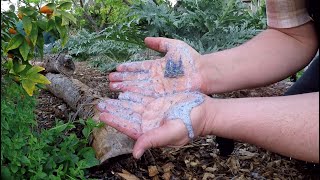 Grow Your Own Soap  Self Sufficient Gardening  Soap Plant [upl. by Prisilla]