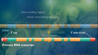 Procesamiento del ARNm en eucariotas [upl. by Gianna]