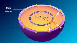 Macrolides Mechanisms of Action and Resistance [upl. by Noda37]