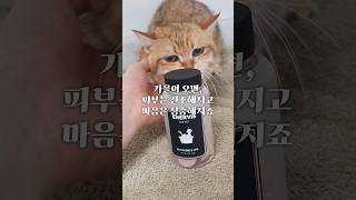 가을철 고양이 케어 [upl. by Nelyak]