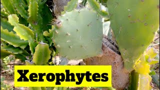 Xerophytic plants for class 6 th Science xerophytes xerophyticplants triviatime [upl. by Enilecram]