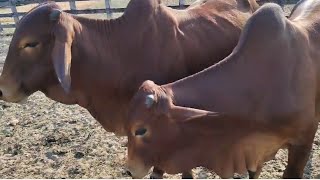 2 Touro 🐂 Sindi a venda na Região de Palmeira dos índios Alagoas 11112024 nordeste  Brasil [upl. by Ardnaxila777]