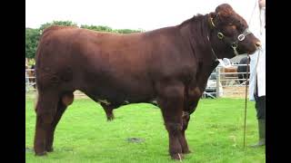 Australian Shorthorn Cattle  Everything You Need To Know [upl. by Stichter]