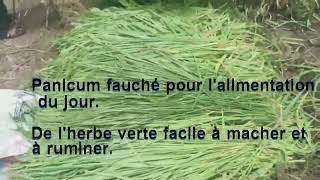 Les Panicums et lherbe à éléphant au Mali  dexcellentes cultures fourragères [upl. by Friday]