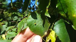 Insect Pests of Linden Trees Tilia [upl. by Laks846]