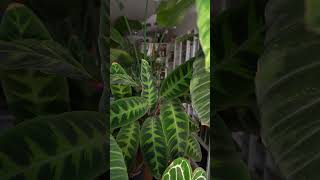 Man kann nicht alle Pflanzen mögen  Calathea Fan zimmerpflanzen [upl. by Tati86]