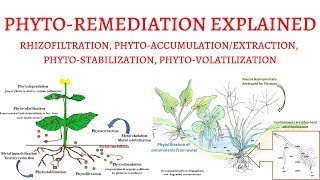 What is PhytoRemediation  Rhizofiltration PhytoExtractionVolatilizationStabilization [upl. by Merrily]