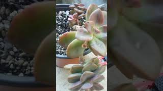 Echeveria melaco muriendo parte 2 suculentas [upl. by Ennaillij]