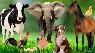 Wild Animal Sounds In Nature Elephant Rooster Cow Horse Dog Hen Duck  Animal Moments [upl. by Haeli644]