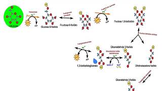 RENDIMIENTO ENERGÉTICO GLOBAL de la oxidación de la glucosa [upl. by Aeneg75]