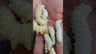 Raising leafeating worms as pets 🥰😱  Tropical Forest Bees [upl. by Tamsky]