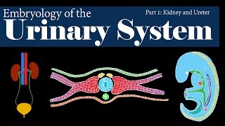 Embryology  Urinary System  Kidney and Ureter Part 1 [upl. by Noryd]