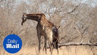 Emotional moment giraffe gives birth in the wild caught on camera [upl. by Aynas]