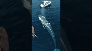 What Makes BLUE WHALES So Enormous bluewhalefacts shortsfeed [upl. by Artie]