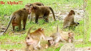 So Terrifying Monkeys Fighting Fillex cruel Fight Dolly Skippy and Marcu Achap fight [upl. by Demmy]