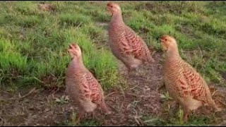 Dakhni Teetar Female Voice  Female Gray Francolin Sound [upl. by Ahseem786]