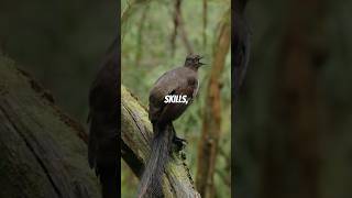 Lyrebirds Mimicking Artificial Sounds Unbelievable Accuracy [upl. by Delphinia]