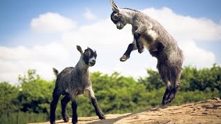 Funny Baby Cute Goat Dancing [upl. by Walburga65]