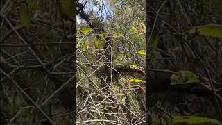 catbirdgnatcatcherbirds shortvideo shorts short video viralvideonatureyoutubeshortsvlog [upl. by Nedry]