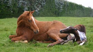 Wild Horse Giving Birth To Cute Calf Animal Birth [upl. by Wheeler8]