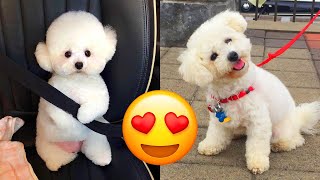 Bichon Frise — Cute And Adorable Videos And Tik Toks Compilation [upl. by Jorge]