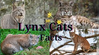 Lynx Facts  Lynx Cat  10 Fun Facts About Lynx Cats [upl. by Harday]