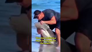 This Man Saved a Shark’s Life😳😍  Would You Risk It  Bravery or Madness shark rescue [upl. by Adiv]