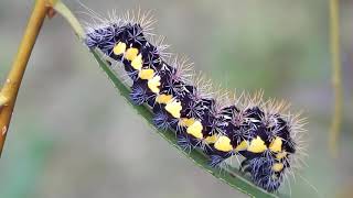 The Smeared Dagger Moth Caterpillar Caterpillars That Sting [upl. by Ytteb]