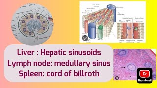 Liver Spleen  Lymph node Histology Sinusoids [upl. by Sabine]