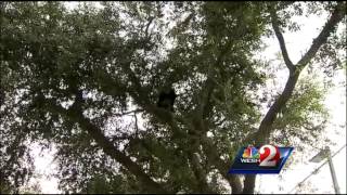 Locals look on at black bear in tree near road [upl. by Nytsua]