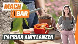 Paprika vorziehen anbauen amp pflegen – alles zum Gemüseanbau 🫑  OBI [upl. by Onitnatsnoc751]