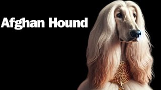 Afghan Hound Get ready to embark on an extraordinary journey into the world of the Afghan Hound [upl. by Lauro]