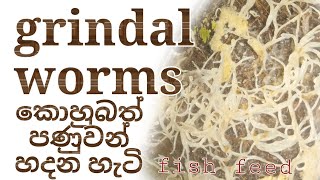 grindal worms culture කොහුබත් පණුවන් sinhala srilanka fish feed [upl. by Drarig]