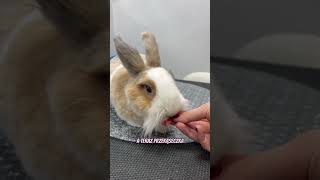 Tak wygląda nasz hotelik oraz spa z perspektywy twojego królika 🥰 grooming bunny króliki rabbit [upl. by Sacha981]