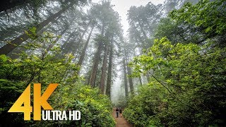 Redwoods Among the Giants in 4K  Unique California’s Forest  Relaxing Video with Naure Sounds [upl. by Ettelocin]