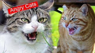 Angry cat sounds to attract cats  angry cat meowing voice Exite your dog [upl. by Chao389]