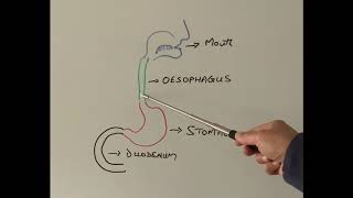 S1E39 How is Gastroscopy done Part 1 [upl. by Elohcin857]