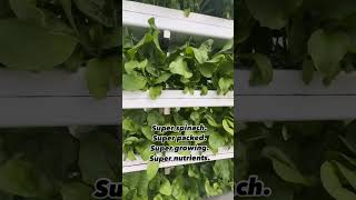 Build commercially profitable hydroponic business [upl. by Sillsby714]