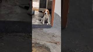 Beagle barking dog bestofroja doglover dogbreeds roja petvlog virlshorts trending beagledog [upl. by Chemesh]