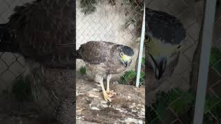 Hawk Eagle Owl Wildlife Animal EagleHawkOwl hawk vs snake Owl vs snake fight Eagle Vs Snake [upl. by Leone477]