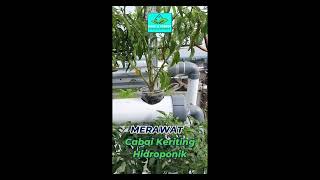 Merawat cabai hidroponik rooftopgarden [upl. by Dhiman]