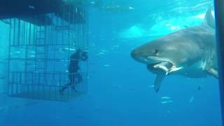 Great white shark swims into cage [upl. by Dode]