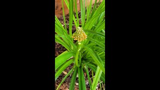 Red Hot Poker  torch lily first flower kniphofia rooperi [upl. by Kcirrej]